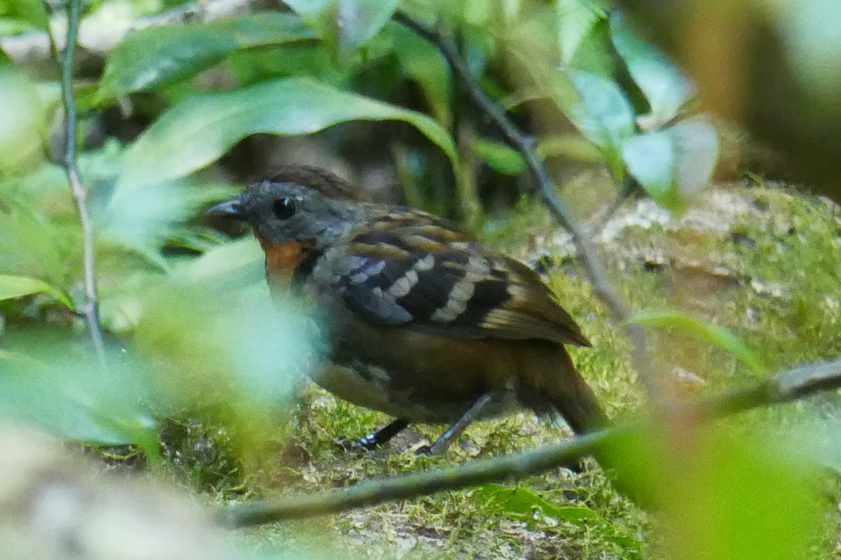 Australian Logrunner (female)