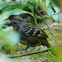 Australian Logrunner (female)