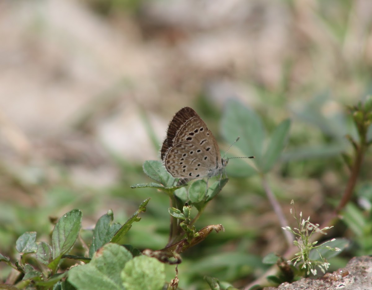 Dark Grass Blue