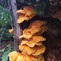 Chicken of the Woods