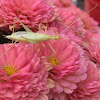 Snowy Tree Cricket