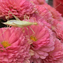 Snowy Tree Cricket