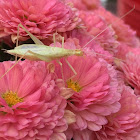 Snowy Tree Cricket