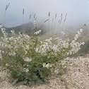 Salvia microstegia