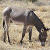 Wild Burro