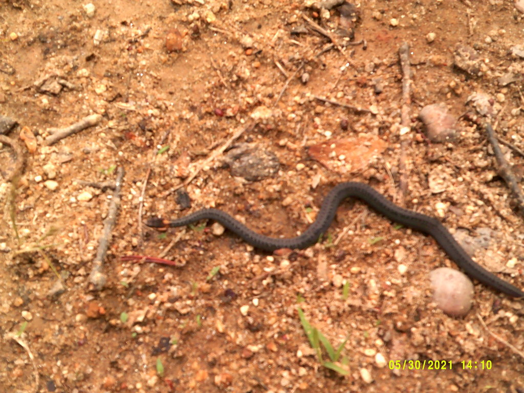 Red-bellied Snake