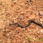 Red-bellied Snake