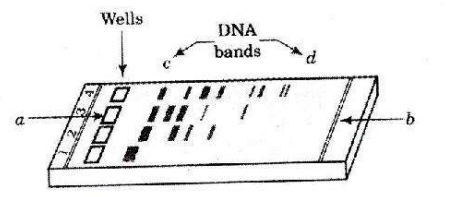 Agarose Gel Electrophoresis