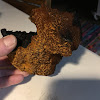 Chaga