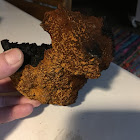 Chaga