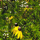 Yellow Coneflower