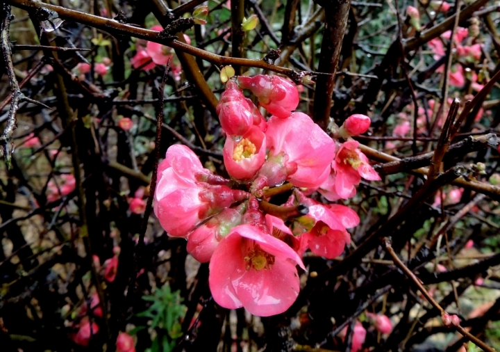 I primi fiori del mio giardino di poggiolina2013