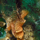 Reteporella grimaldii Bryozoan