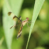 Pied Parasol - female