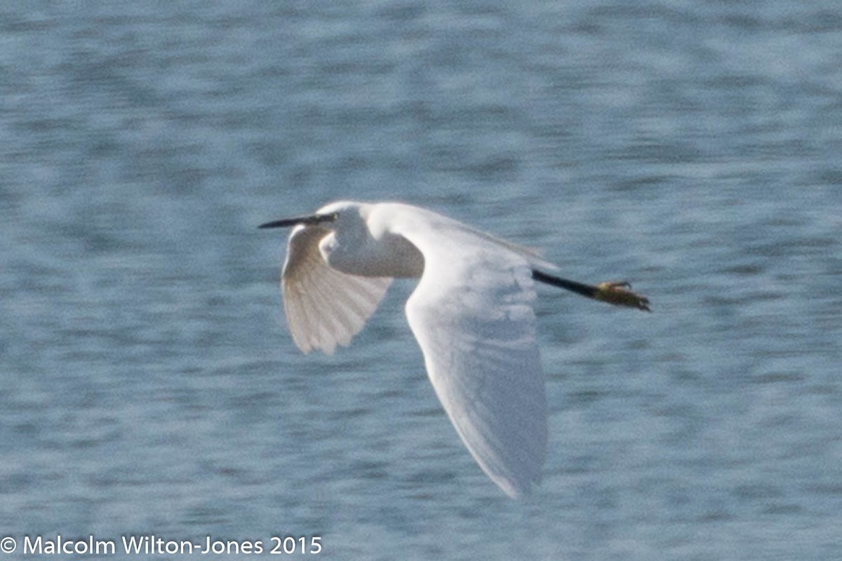 Little Egret; Garceta Común