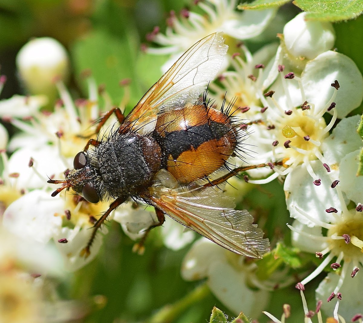 Tachinid Fly