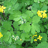 celandine ordinary