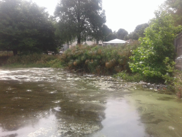 Sludge has filled the Westdene Dam in Johannesburg. A resident says the area is foul-smelling.