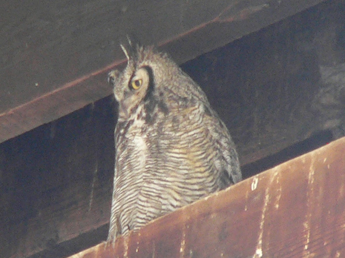 Great Horned Owl