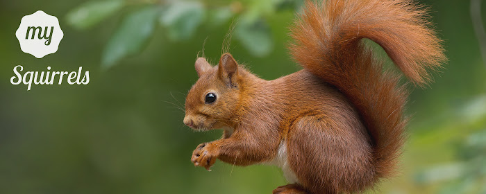 My Squirrels - Cute Squirrel HD Wallpapers marquee promo image