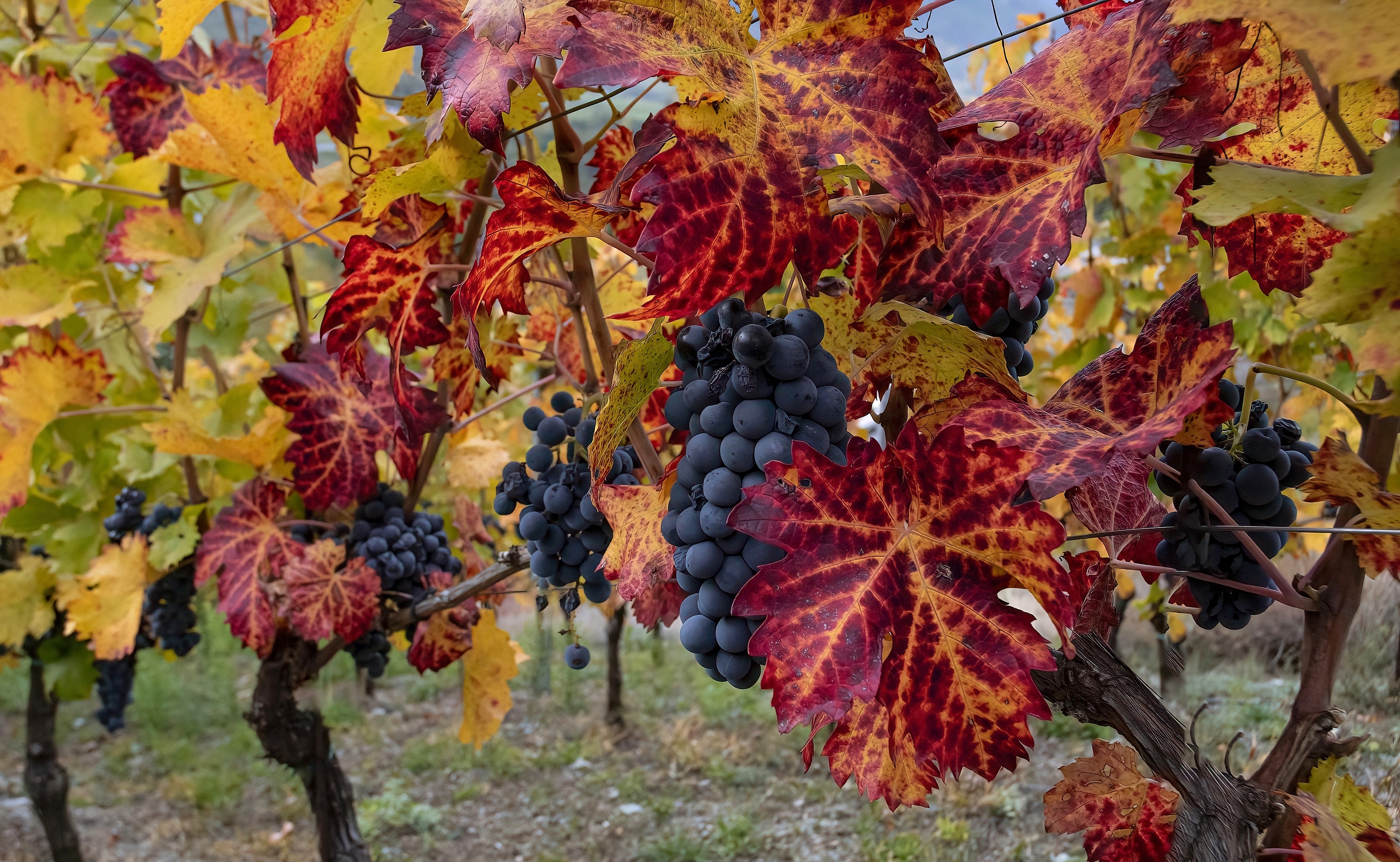 La vigna di gigidueelle