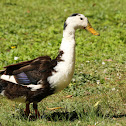 Domestic Duck