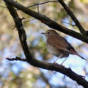 Hermit Thrush