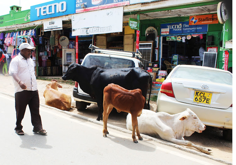 Cows on roadside in in Kitui Township