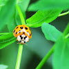 Harlequin ladybird