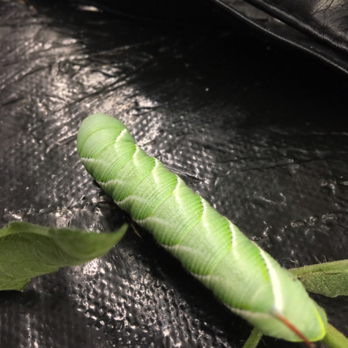 Tobacco Horned worm