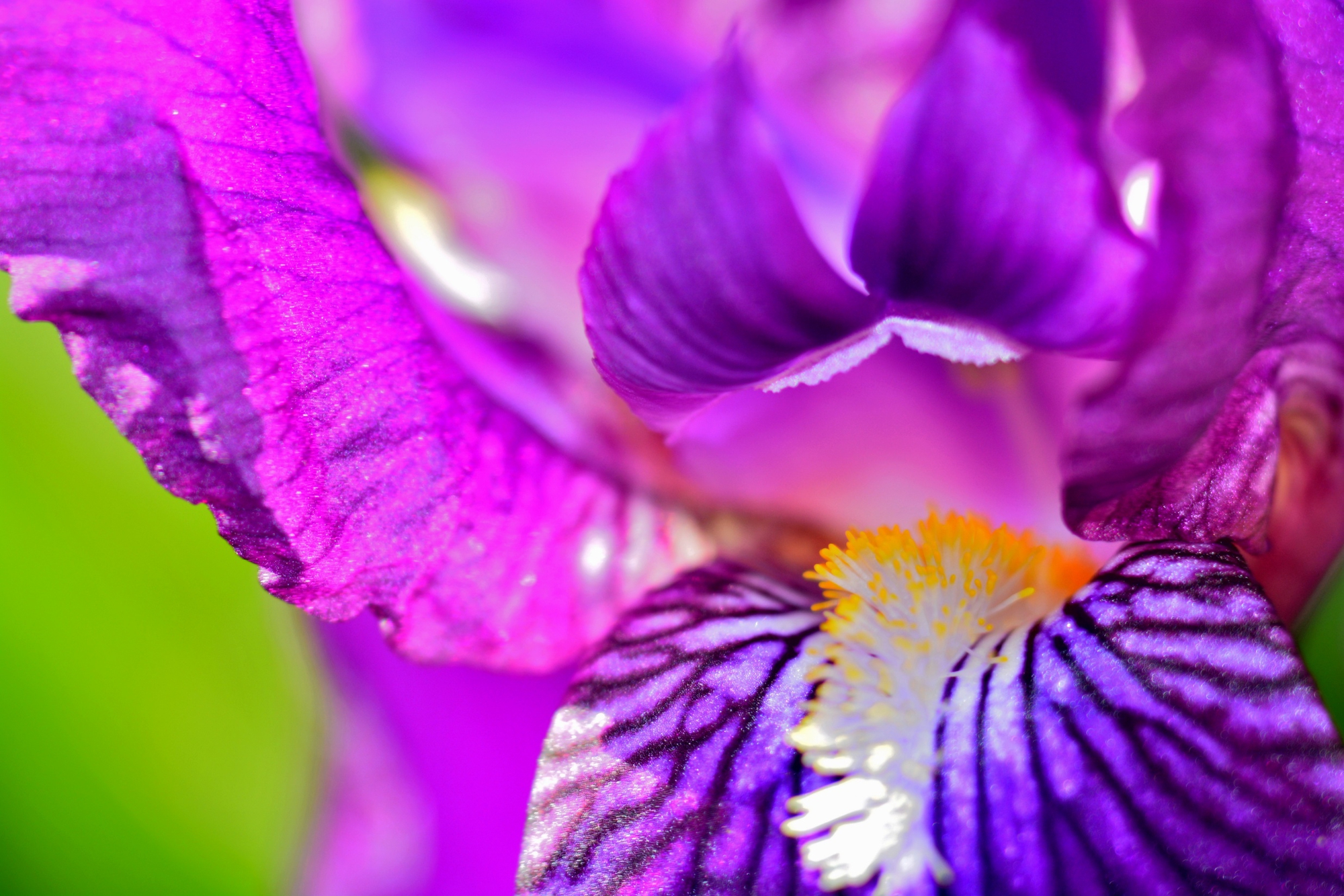 Deep in violet di Sand Creek