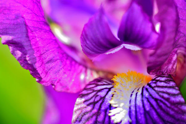 Deep in violet di Sand Creek