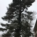 White Pine