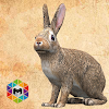 Rabbit Simulator icon