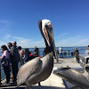 Brown Pelican