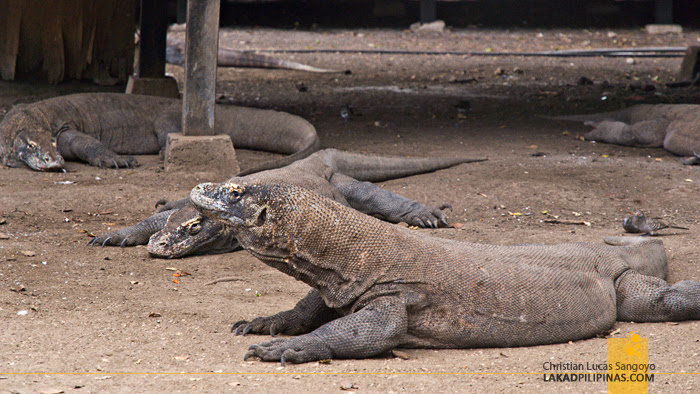 Komodo Dragons Rinca Island