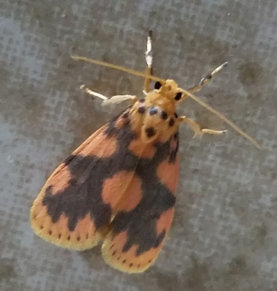 Lichen moth