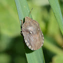 Tortoise Shieldbug