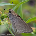 Mediterranean Skipper