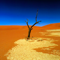 Dead vlei di 