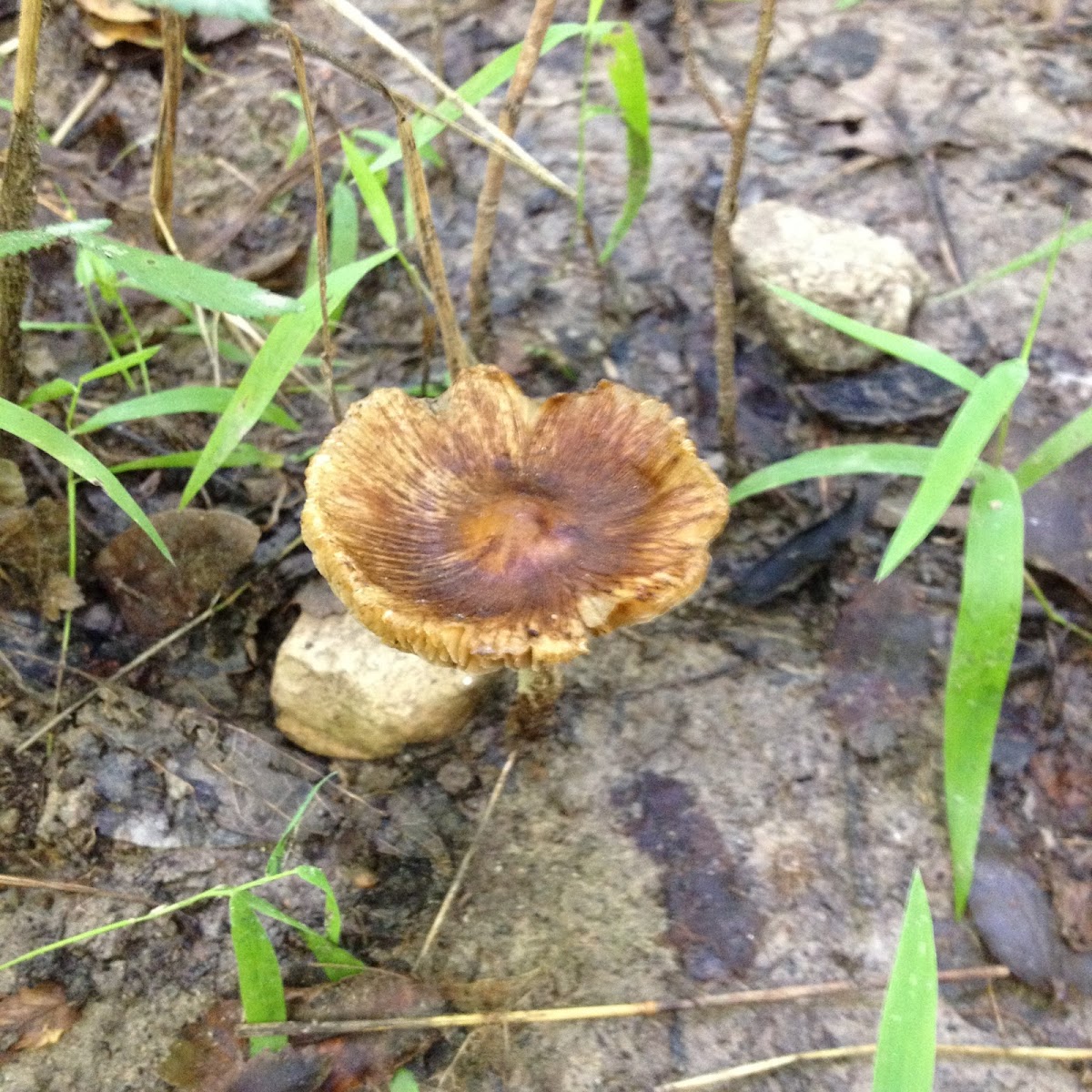 Unknown Mushroom