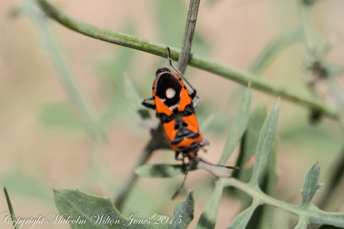 Black-and-red Bug