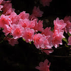 Azalea