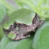 Cope's Gray Tree Frog