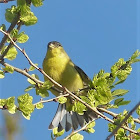 Lesser goldfinch