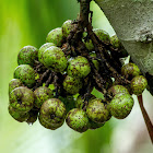 Ficus Fruit