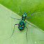 tiger beetle