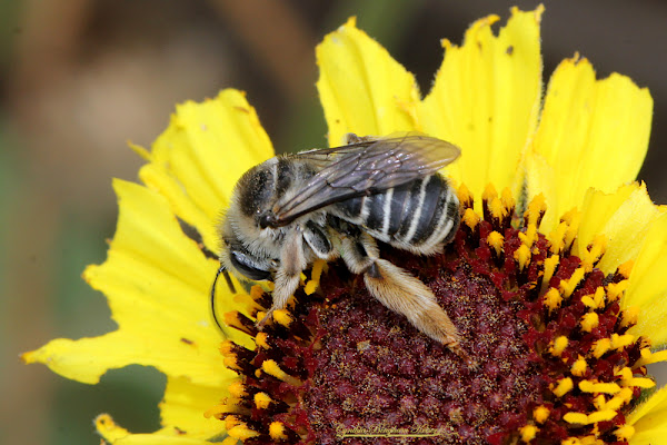 Longhorn Bees  Missouri Department of Conservation