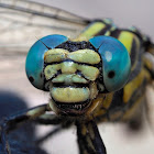 Libélula (Large pincertail)