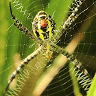 Oval St. Andrew's Cross Spider